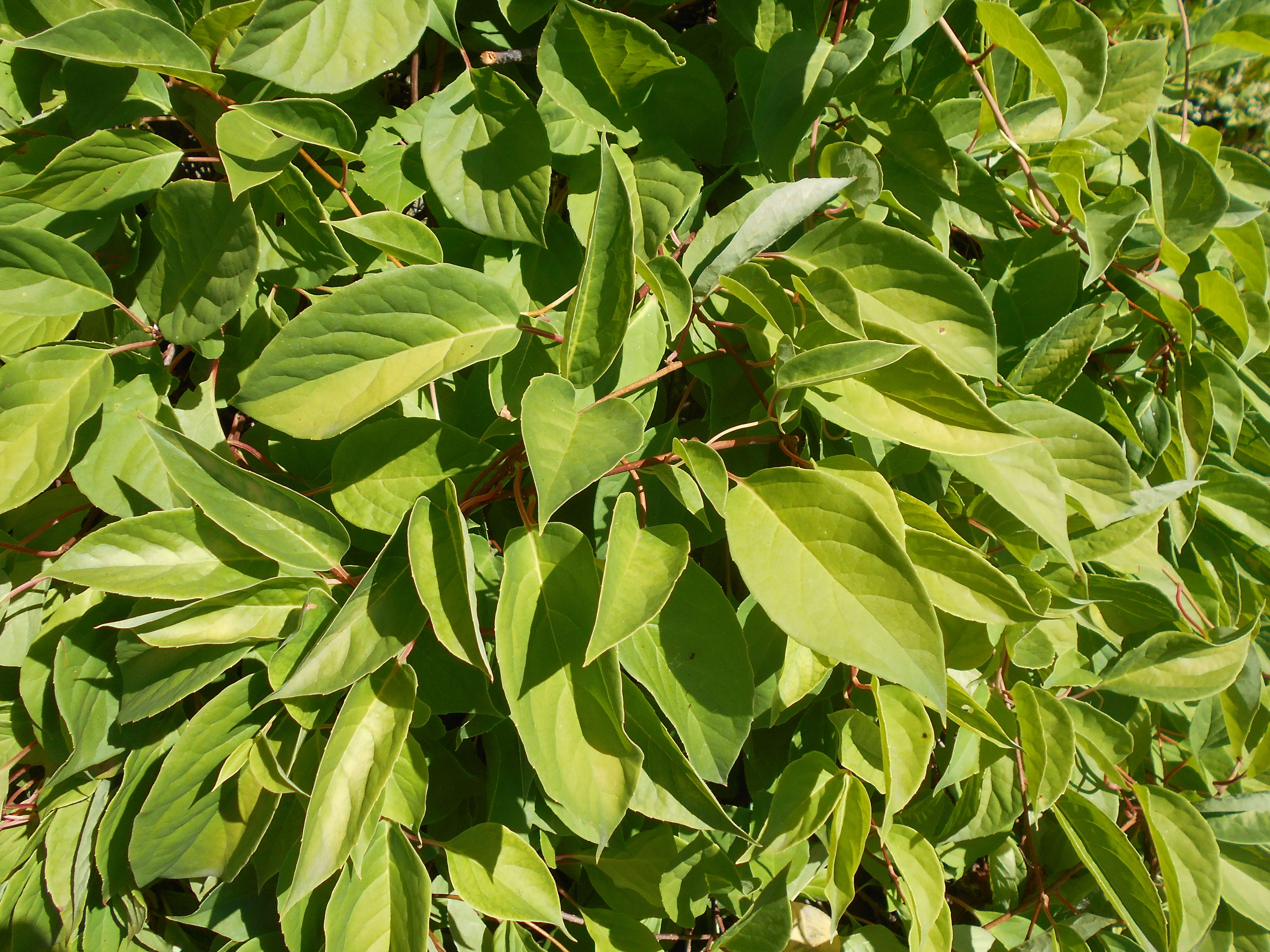 Imagem de Schisandra chinensis (Turcz.) Baill.