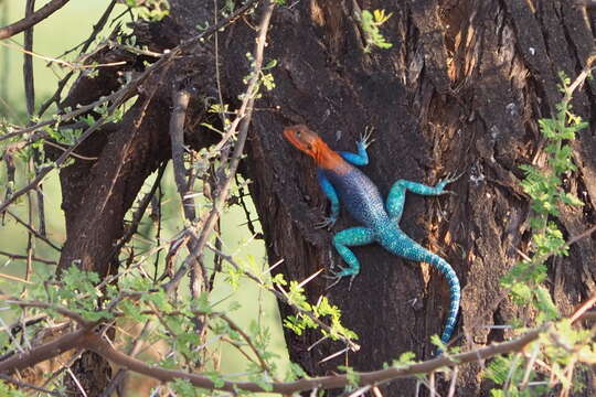 Image of Common agama