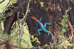 Image of Common agama