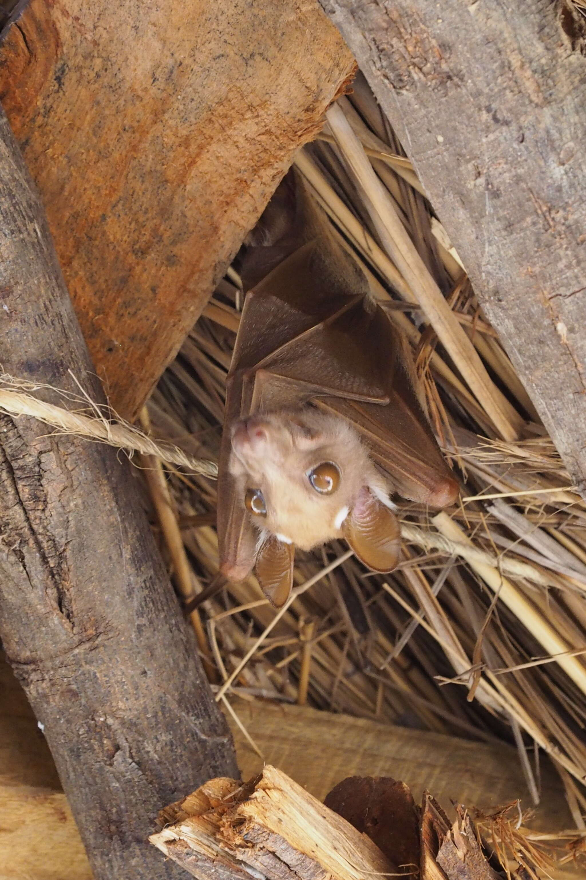 Image of Wahlberg's Epauletted Fruit Bat