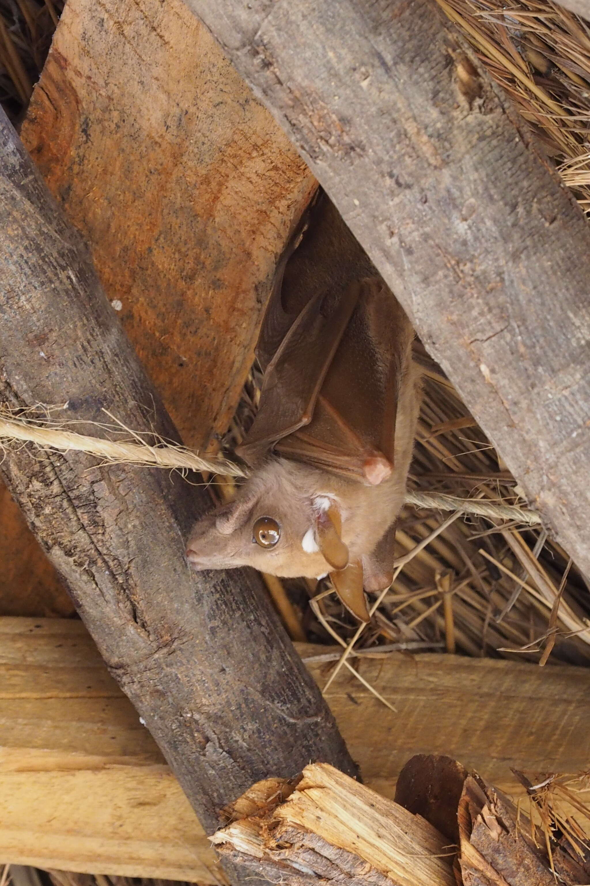 Image of Wahlberg's Epauletted Fruit Bat