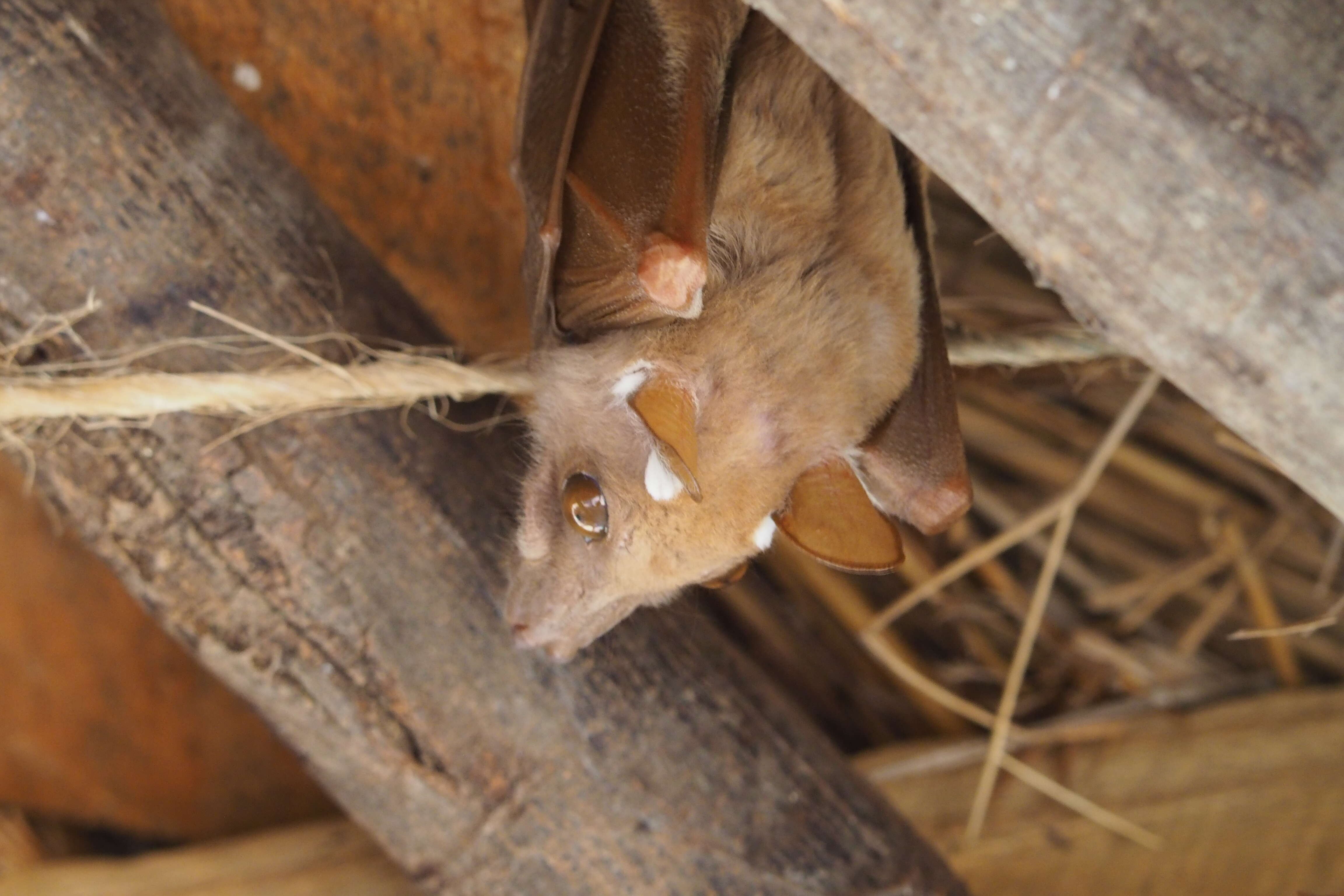 Image of Wahlberg's Epauletted Fruit Bat