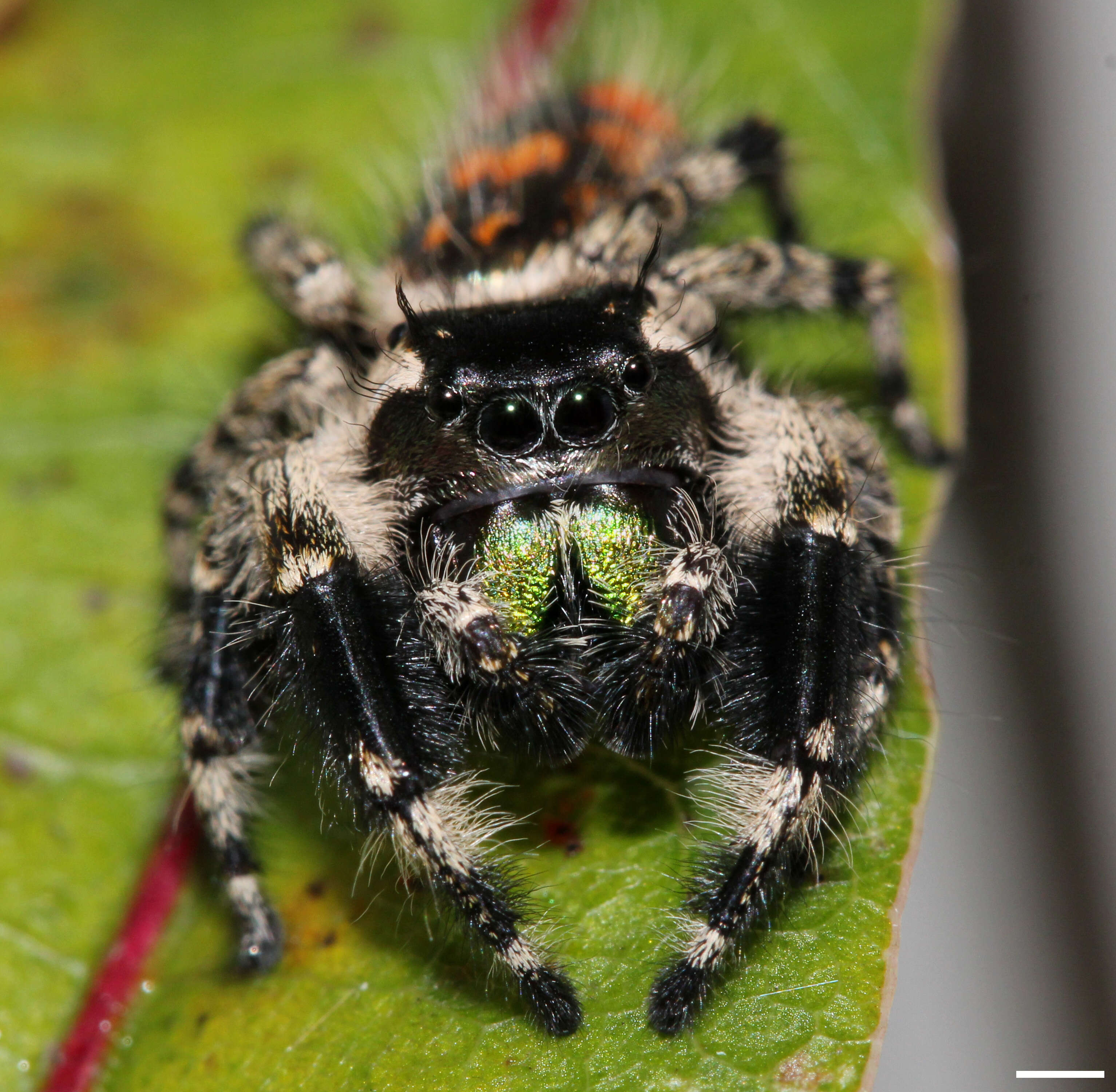 Phidippus otiosus (Hentz 1846)的圖片