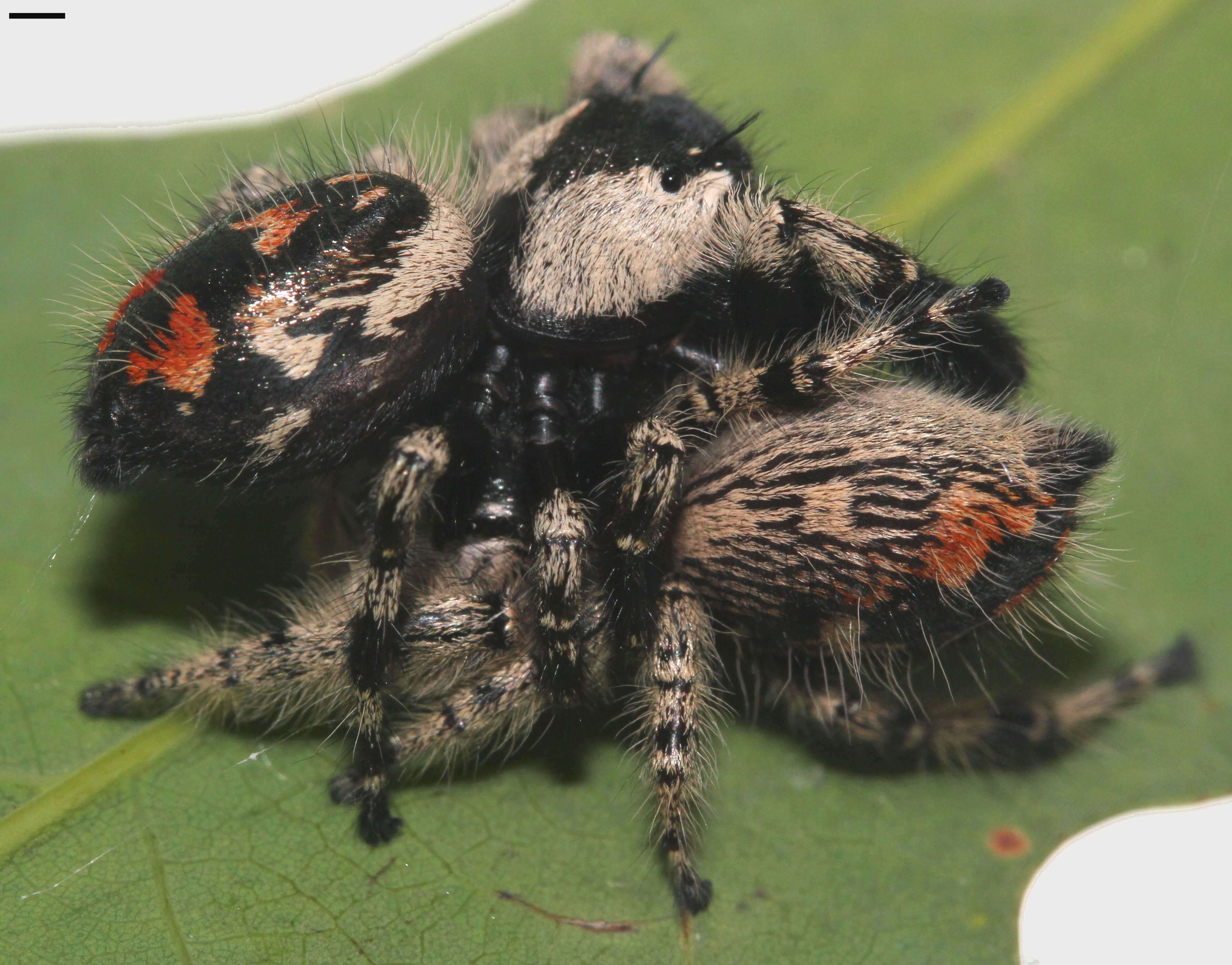 Phidippus otiosus (Hentz 1846)的圖片