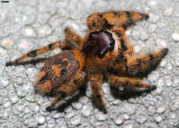 Phidippus otiosus (Hentz 1846)的圖片