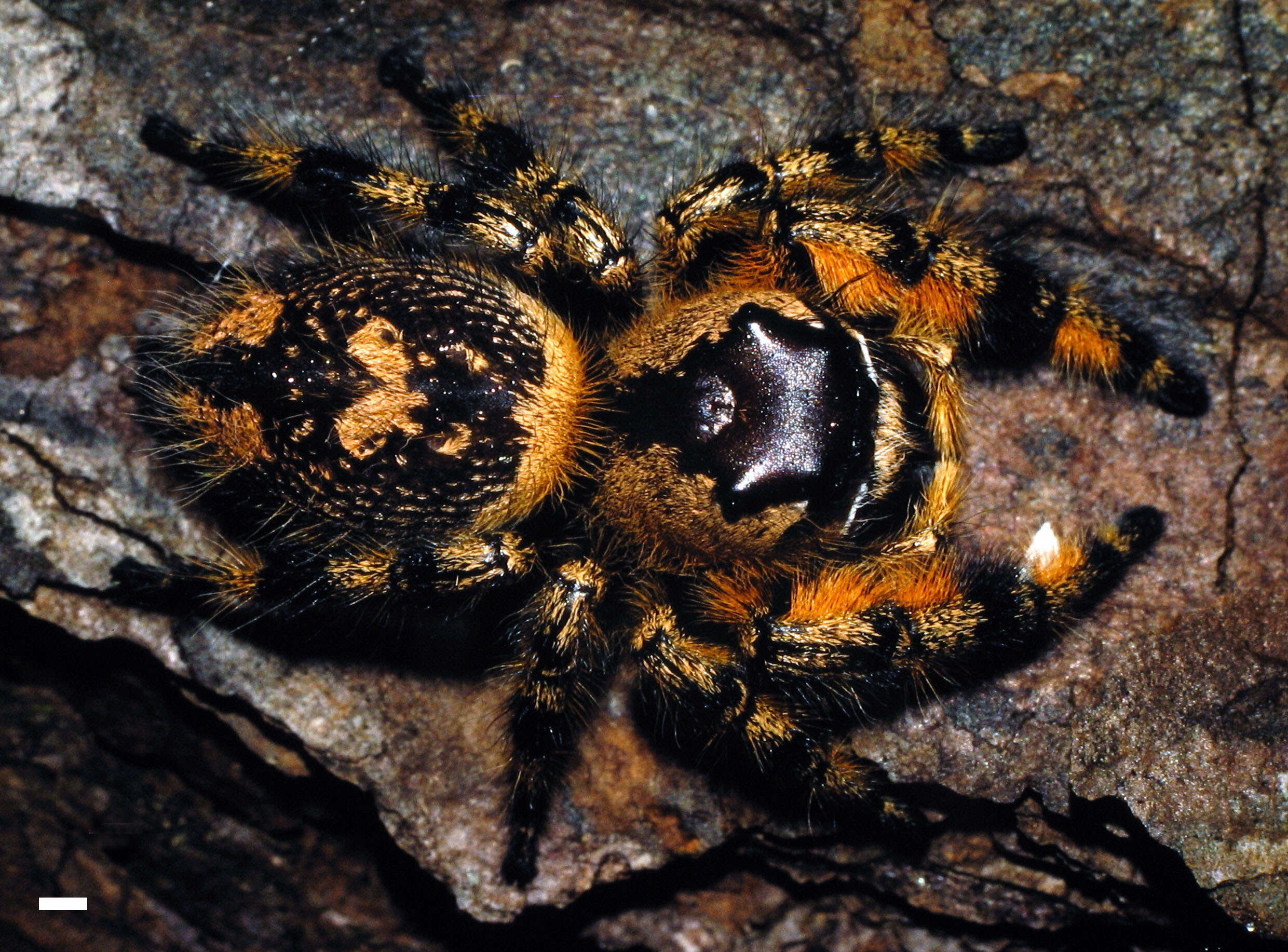 Phidippus otiosus (Hentz 1846)的圖片