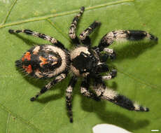 Phidippus otiosus (Hentz 1846)的圖片