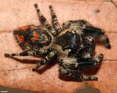 Phidippus otiosus (Hentz 1846)的圖片