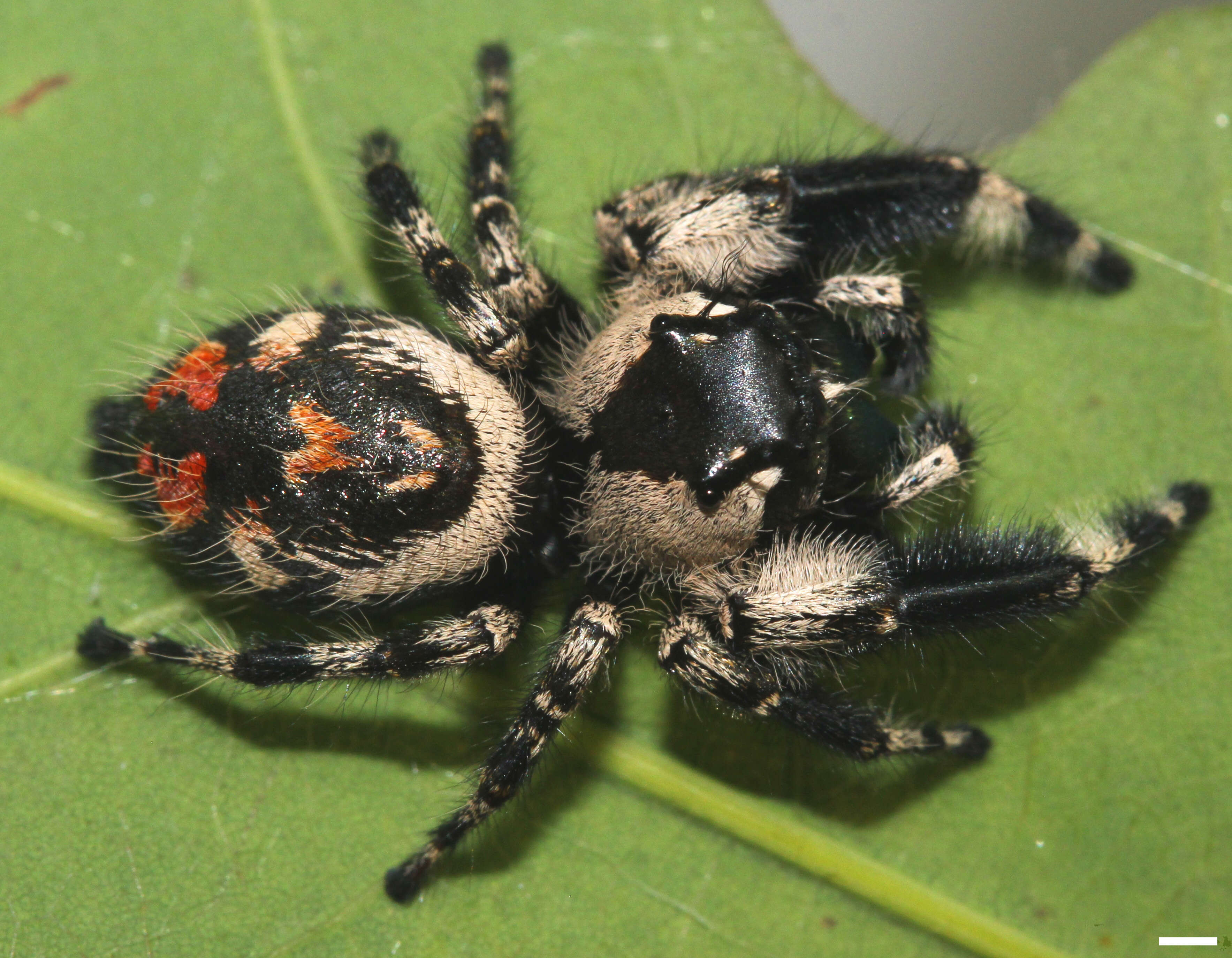 Phidippus otiosus (Hentz 1846)的圖片