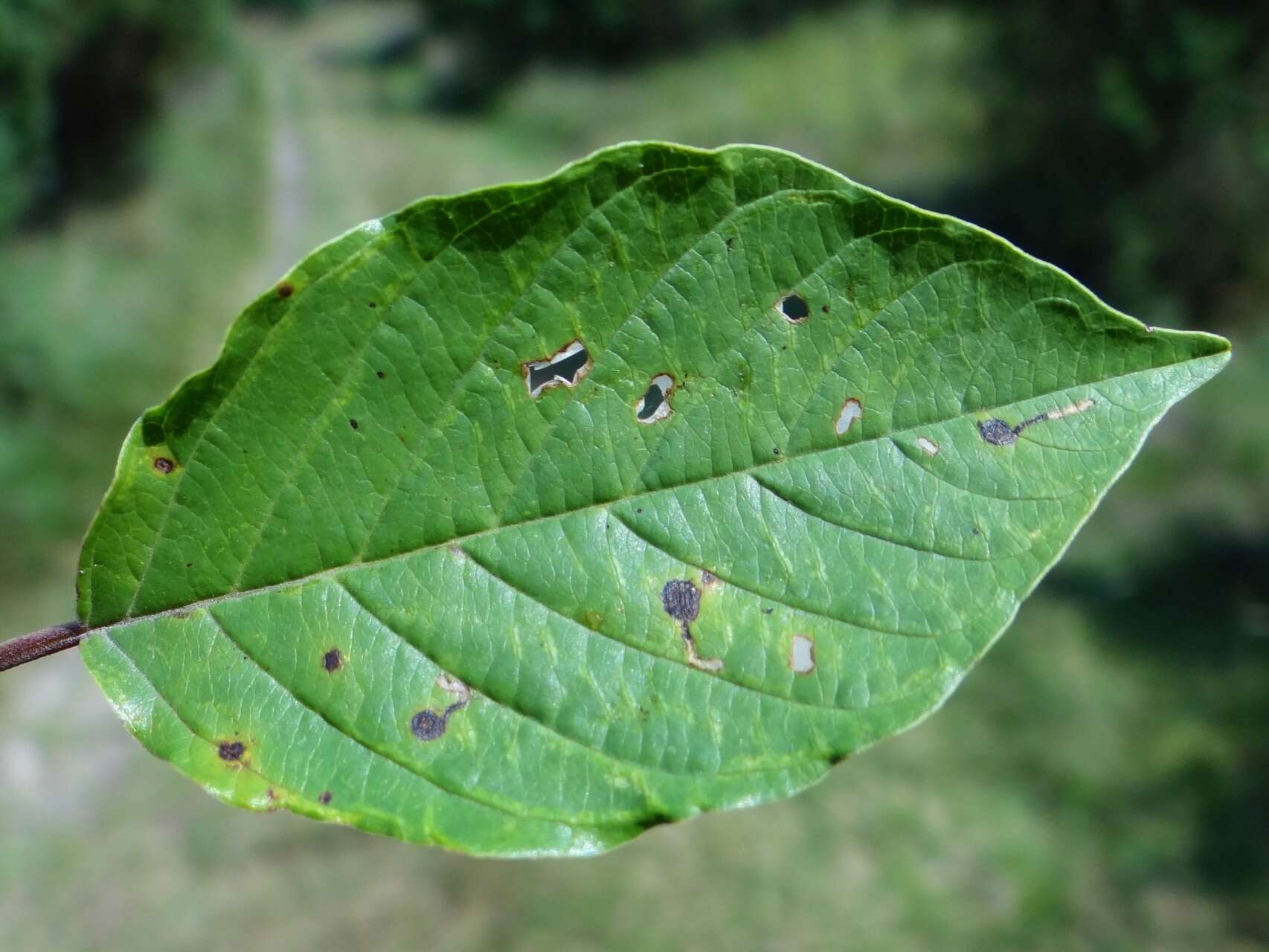 Image of Bucculatrix frangutella