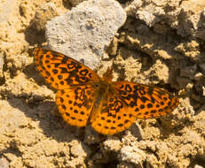 Plancia ëd Boloria bellona