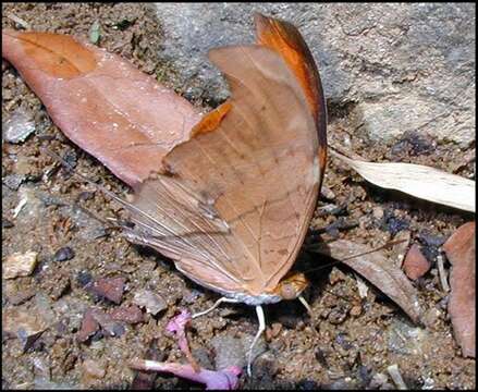 Image of Ruddy Daggerwing