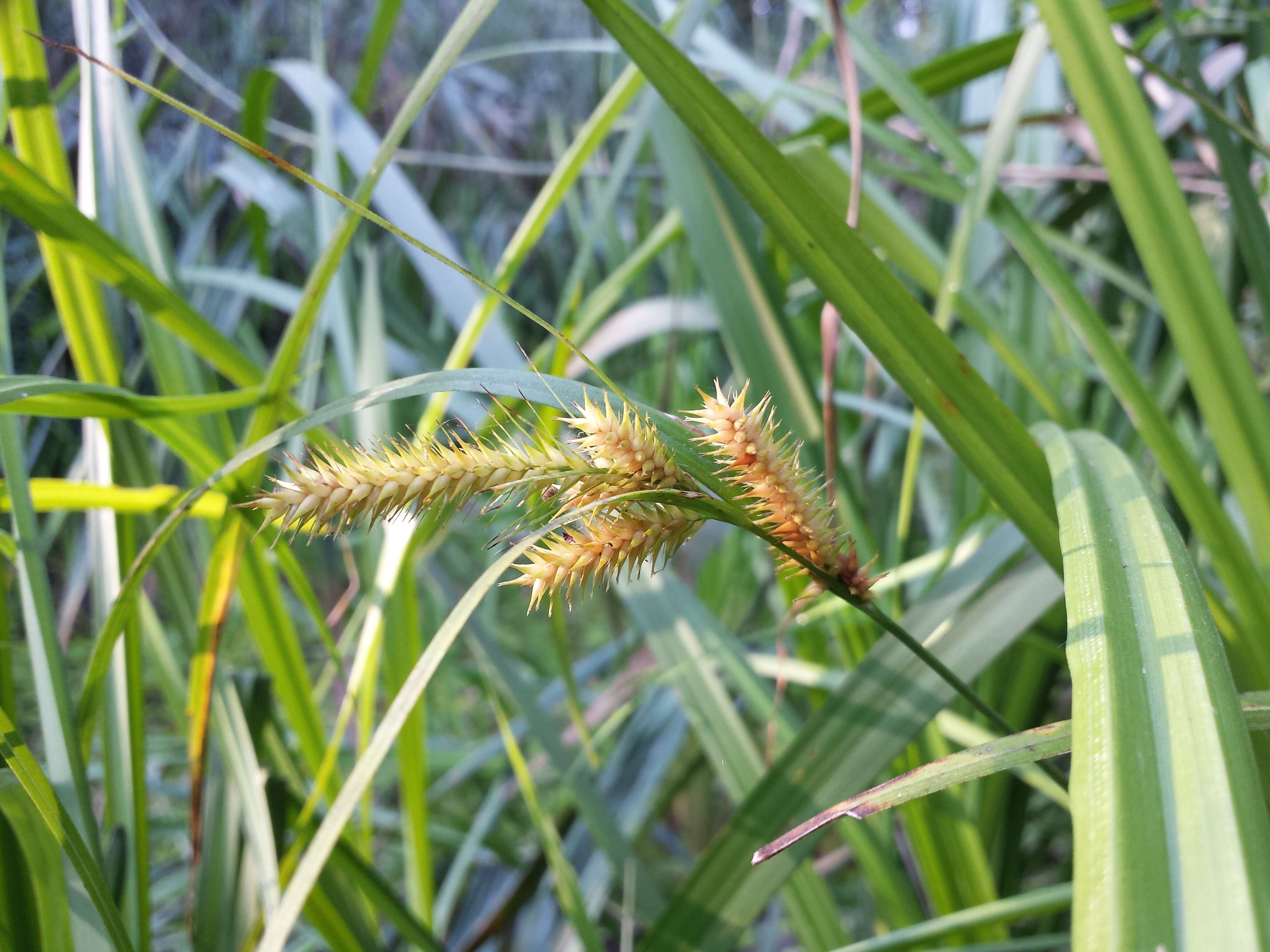 Image of Cyperus Sedge