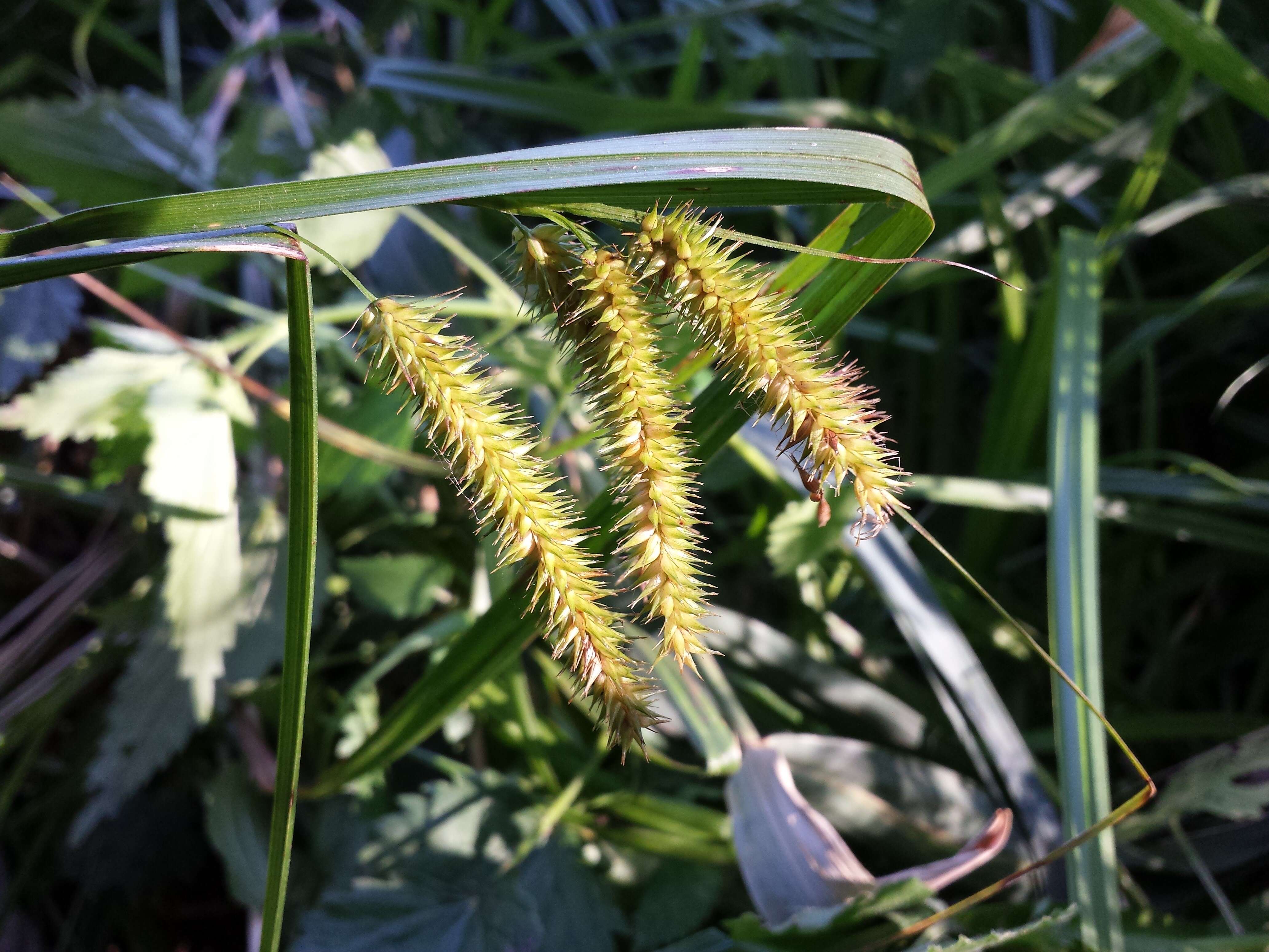 Image of Cyperus Sedge