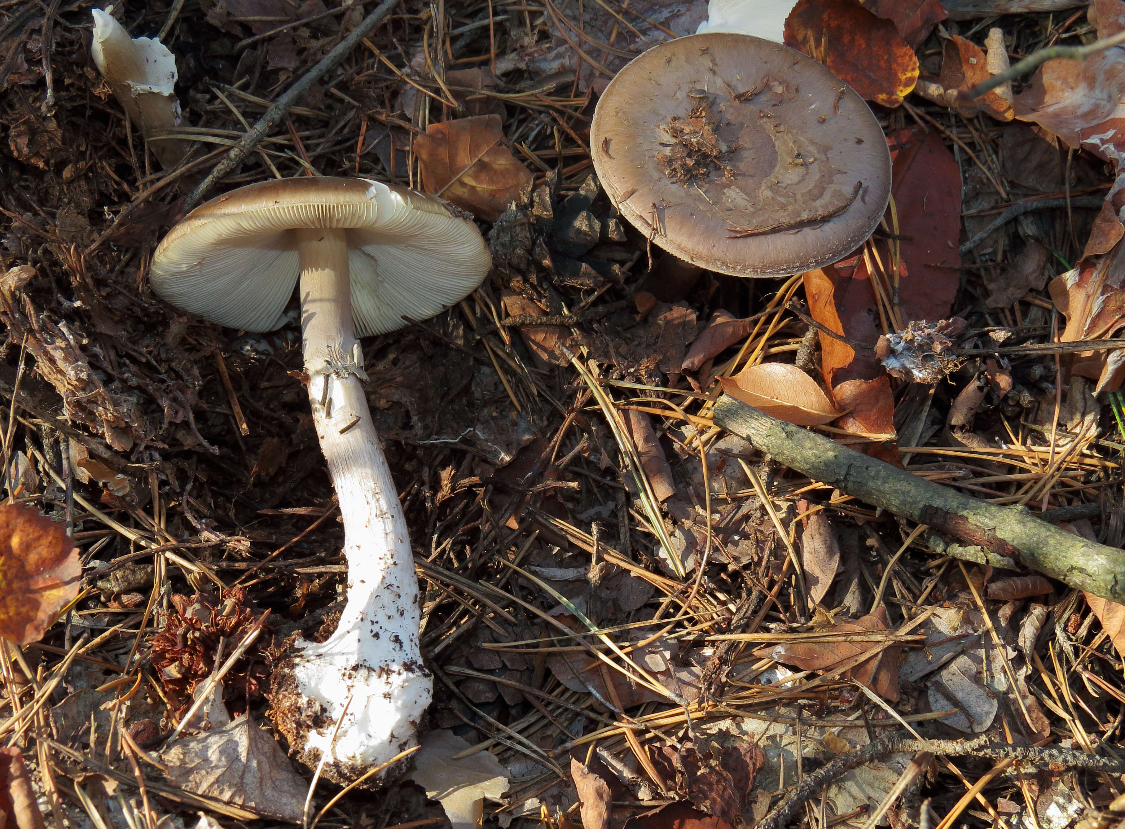 Image of Amanita porphyria Alb. & Schwein. 1805