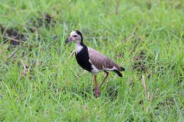 Image of Long-toed Lapwing