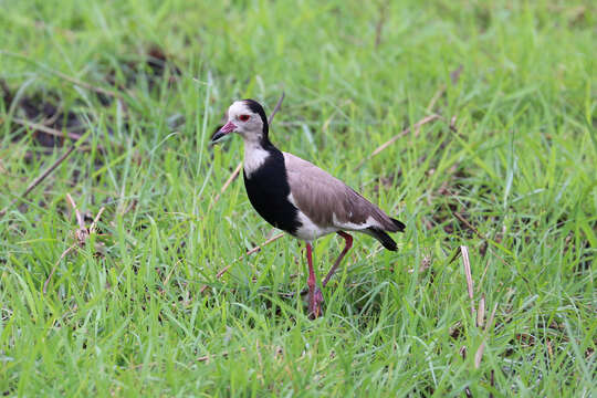 Image of Long-toed Lapwing