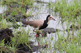 Image of Long-toed Lapwing