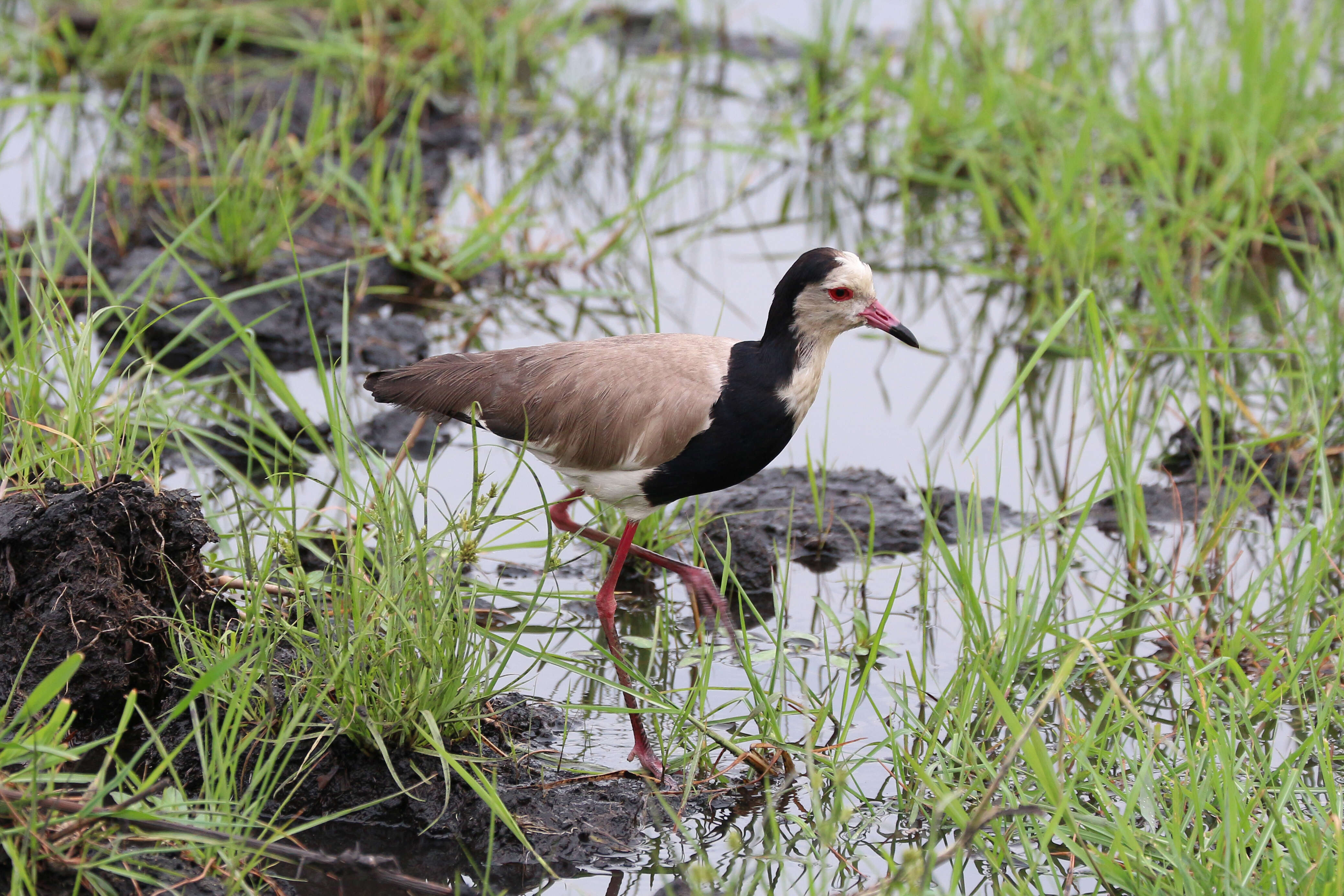 Image of Long-toed Lapwing