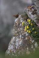 Image of Pacific Wren