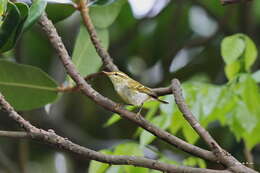 Image of Grey-legged Leaf-Warbler