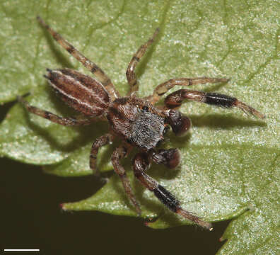 Marpissa lineata (C. L. Koch 1846) resmi