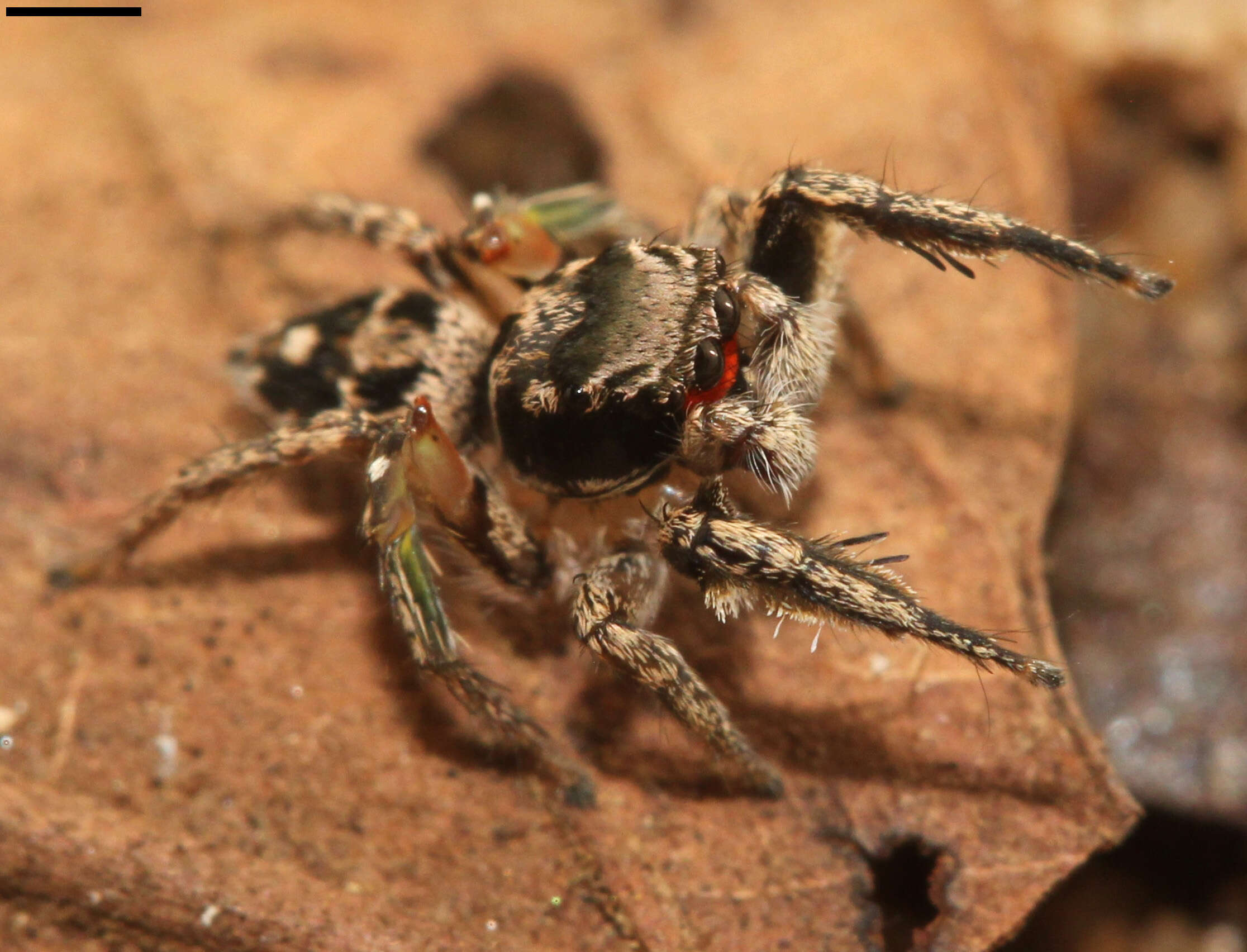 Image of Habronattus coecatus (Hentz 1846)