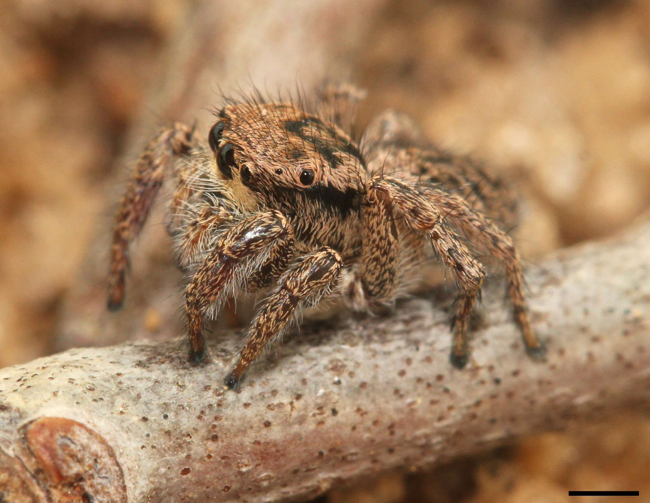 Image of Habronattus coecatus (Hentz 1846)