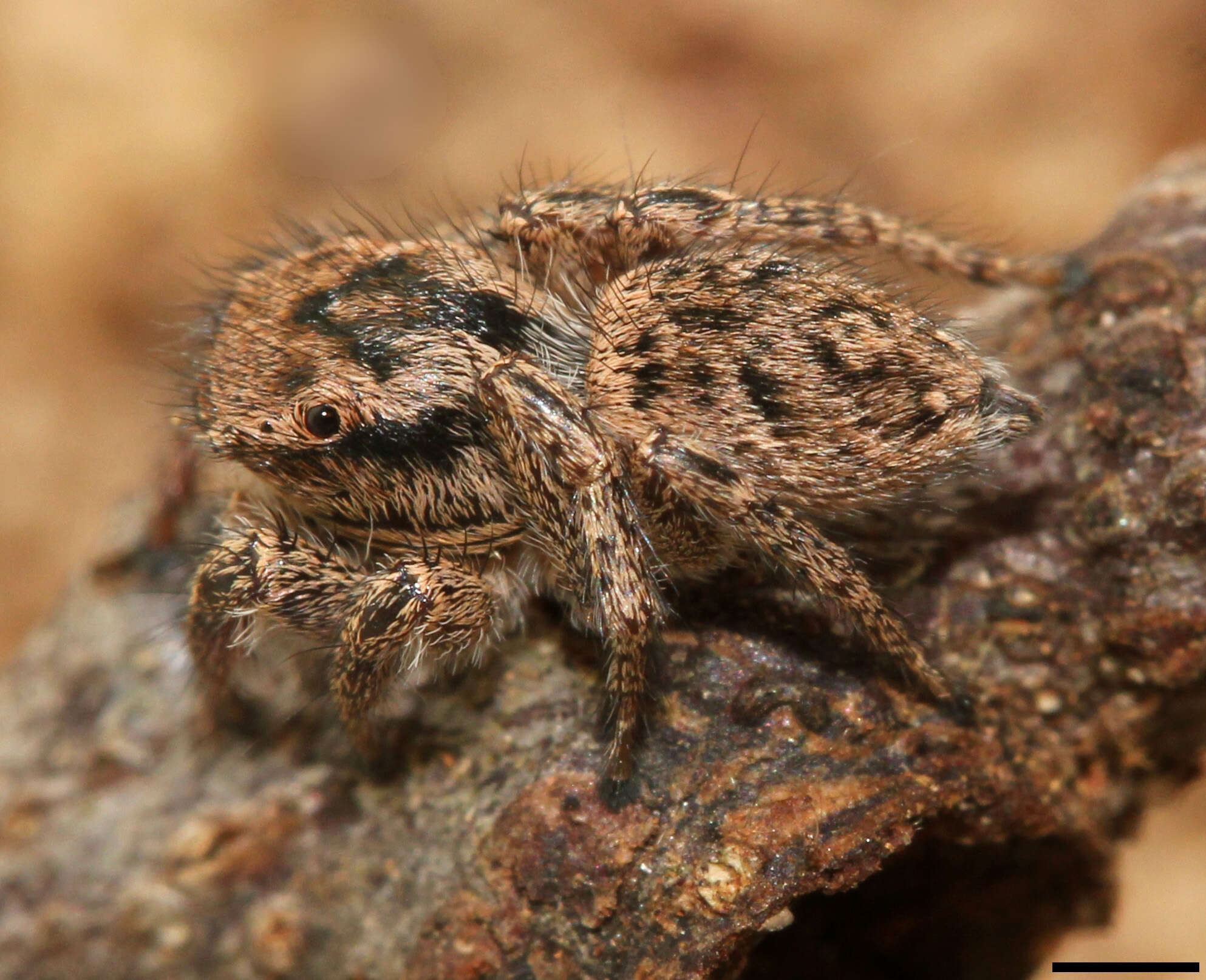 Image of Habronattus coecatus (Hentz 1846)