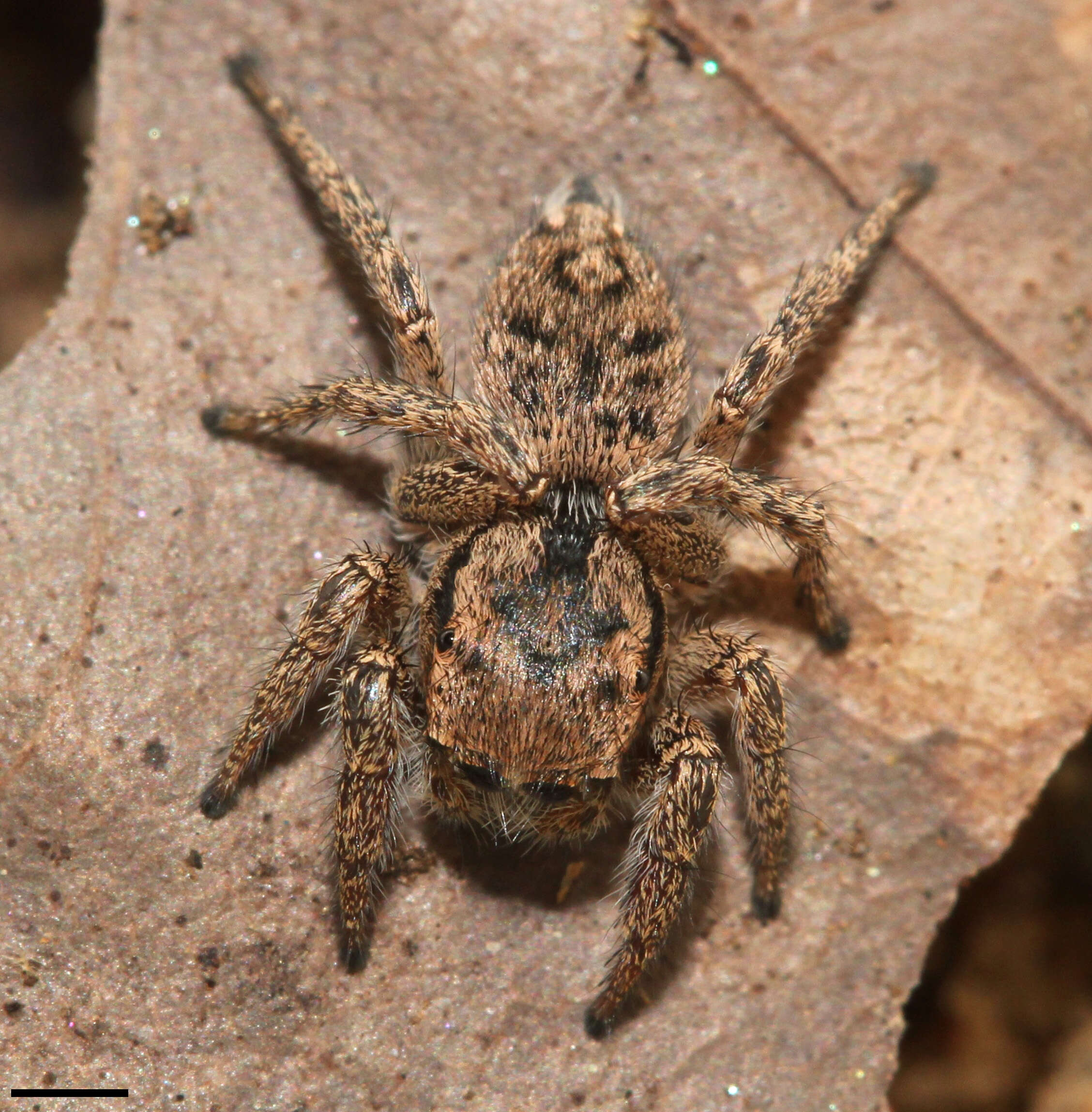 Image of Habronattus coecatus (Hentz 1846)