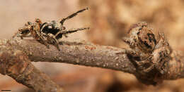 Image of Habronattus coecatus (Hentz 1846)