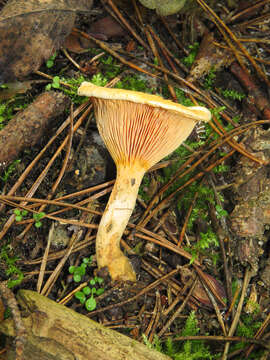 Image de Fausse chanterelle