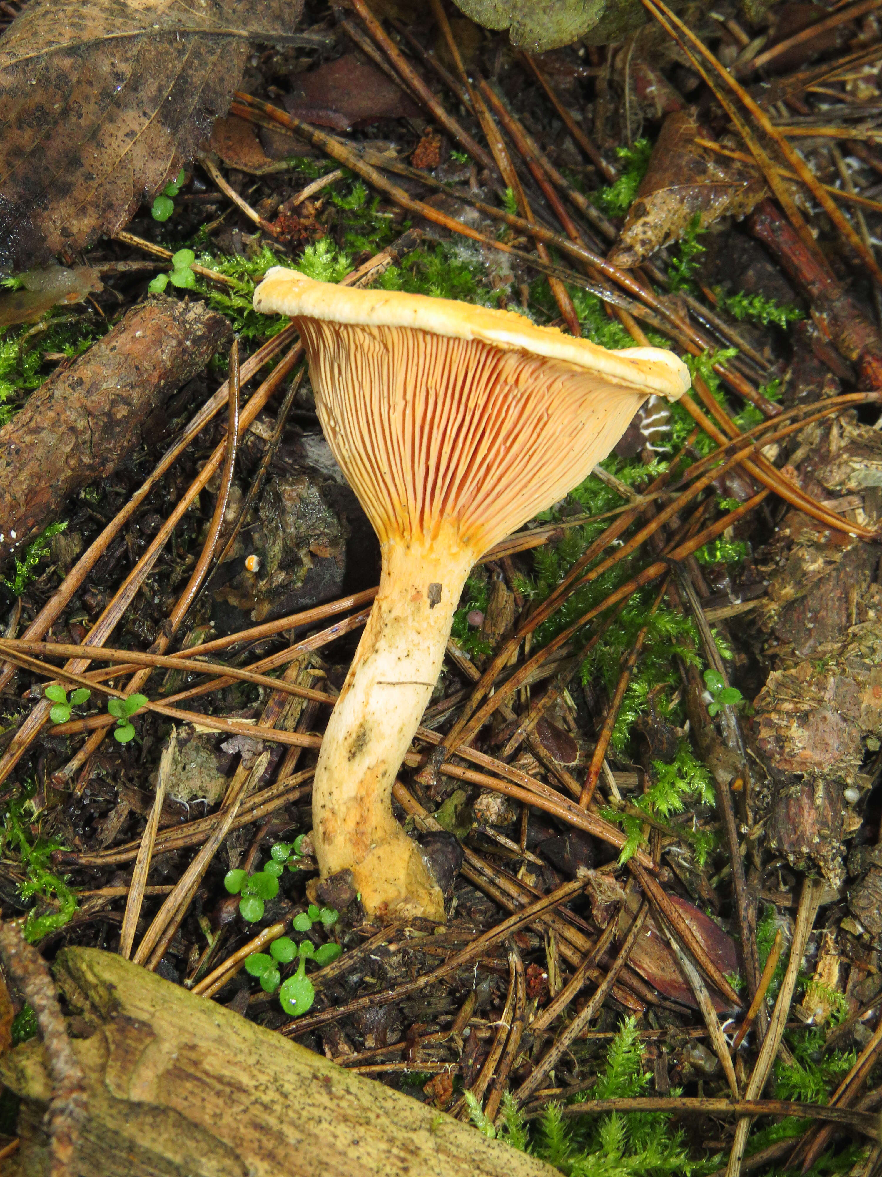 Imagem de Hygrophoropsis aurantiaca (Wulfen) Maire 1921