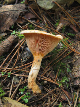 Imagem de Hygrophoropsis aurantiaca (Wulfen) Maire 1921