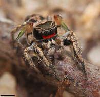 Image of Habronattus coecatus (Hentz 1846)