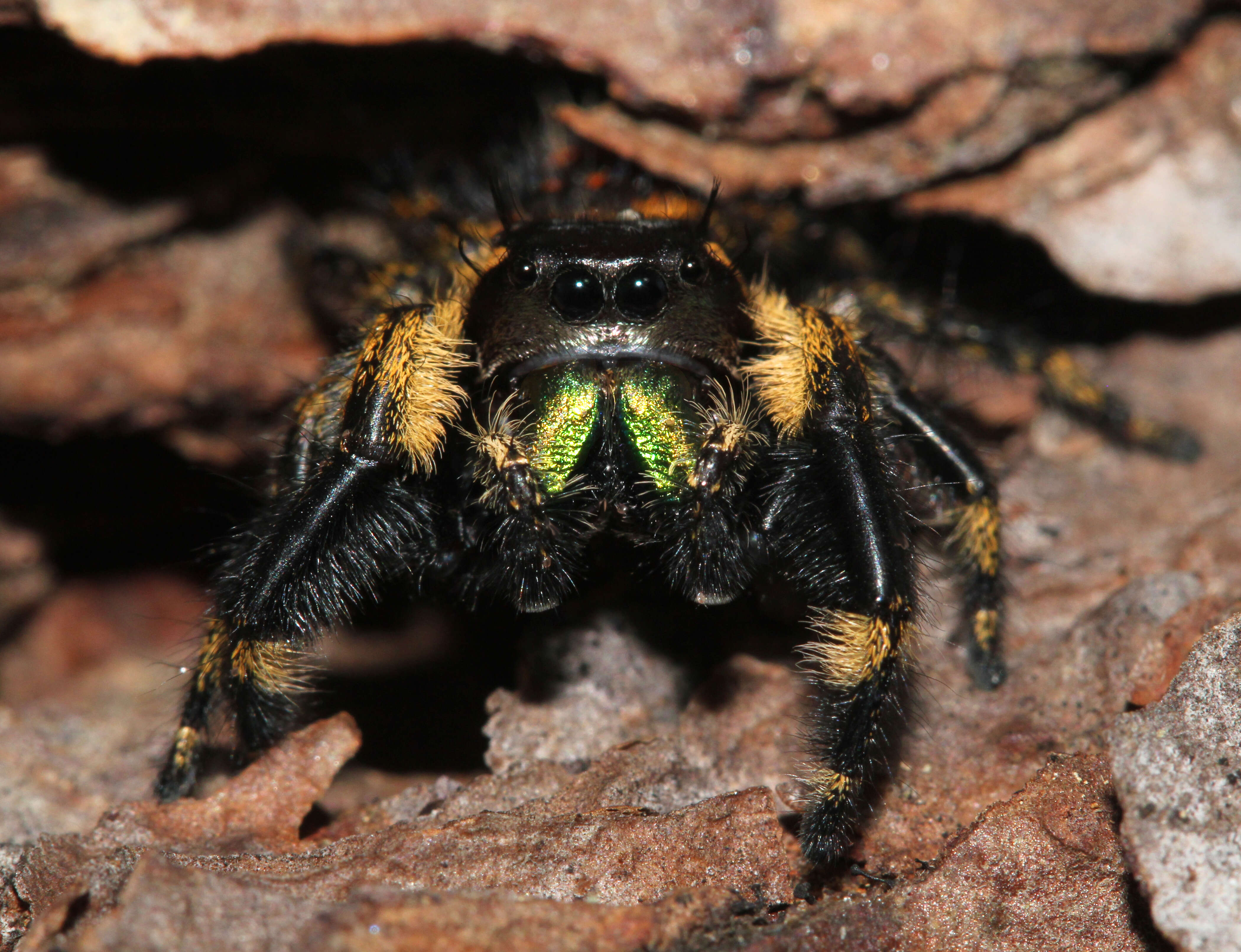 Phidippus otiosus (Hentz 1846)的圖片