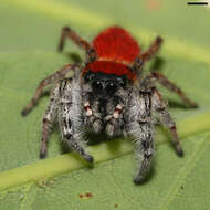 Image of Tawny Jumping Spider