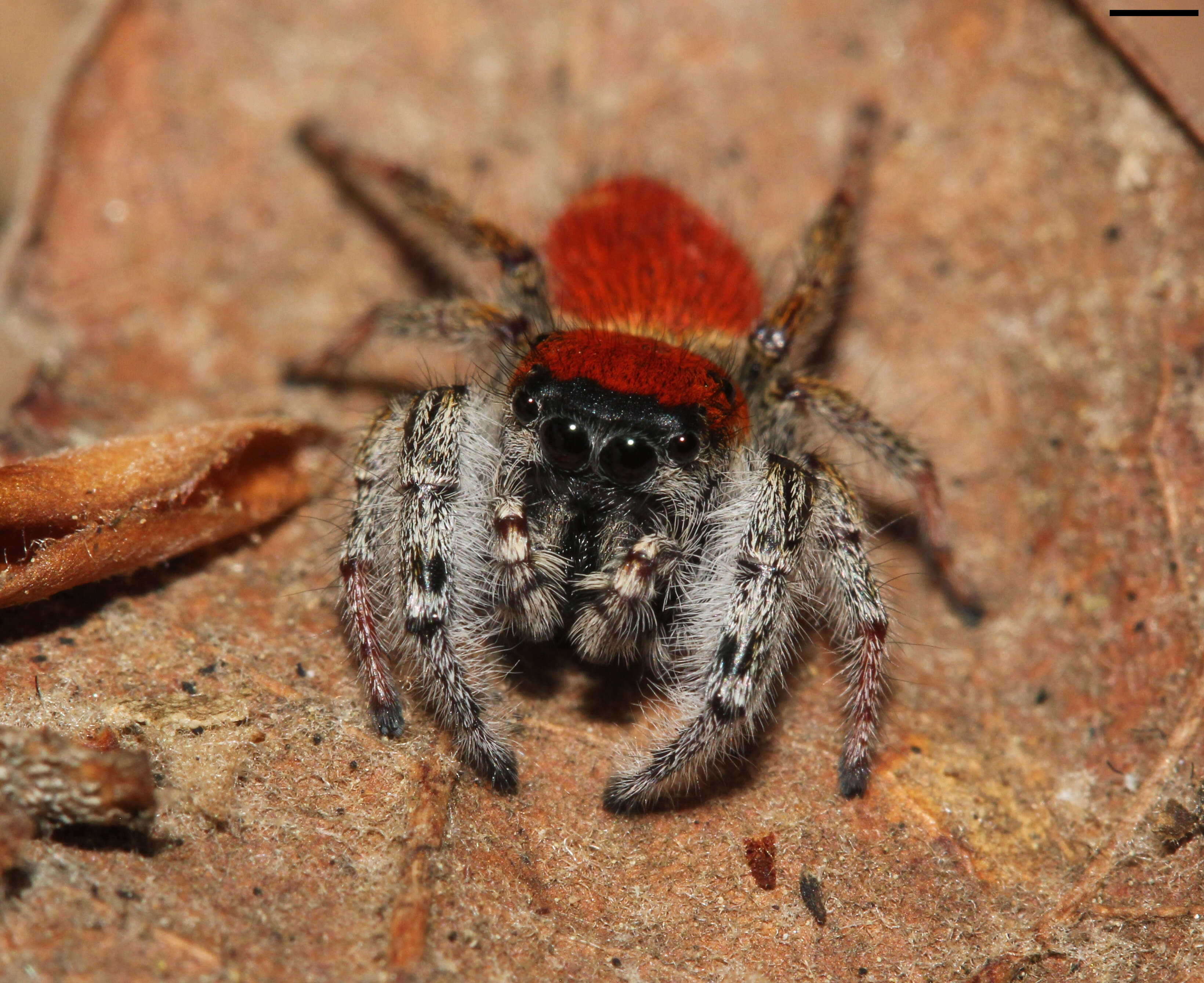 Plancia ëd Phidippus whitmani Peckham & Peckham 1909