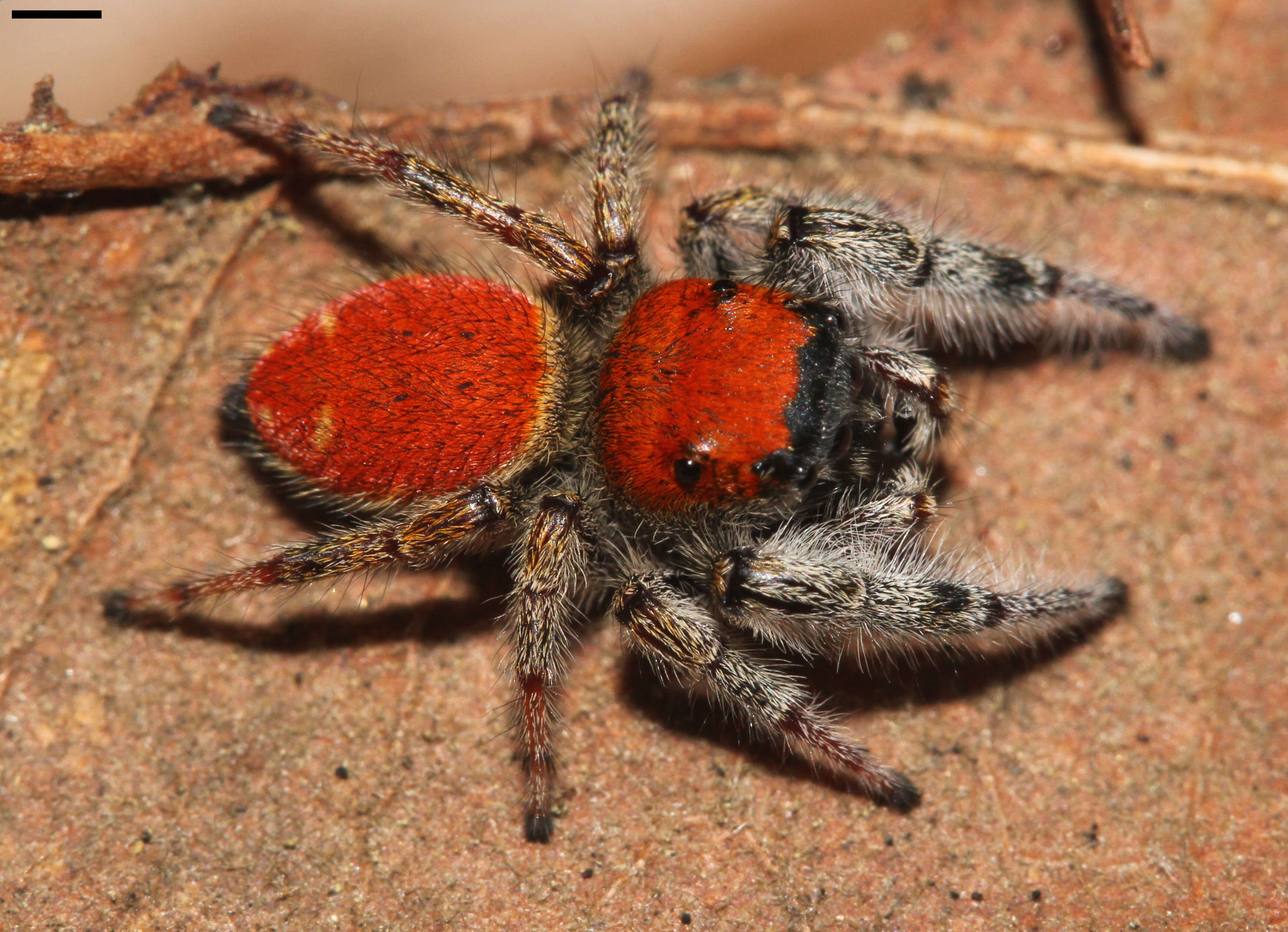 Plancia ëd Phidippus whitmani Peckham & Peckham 1909