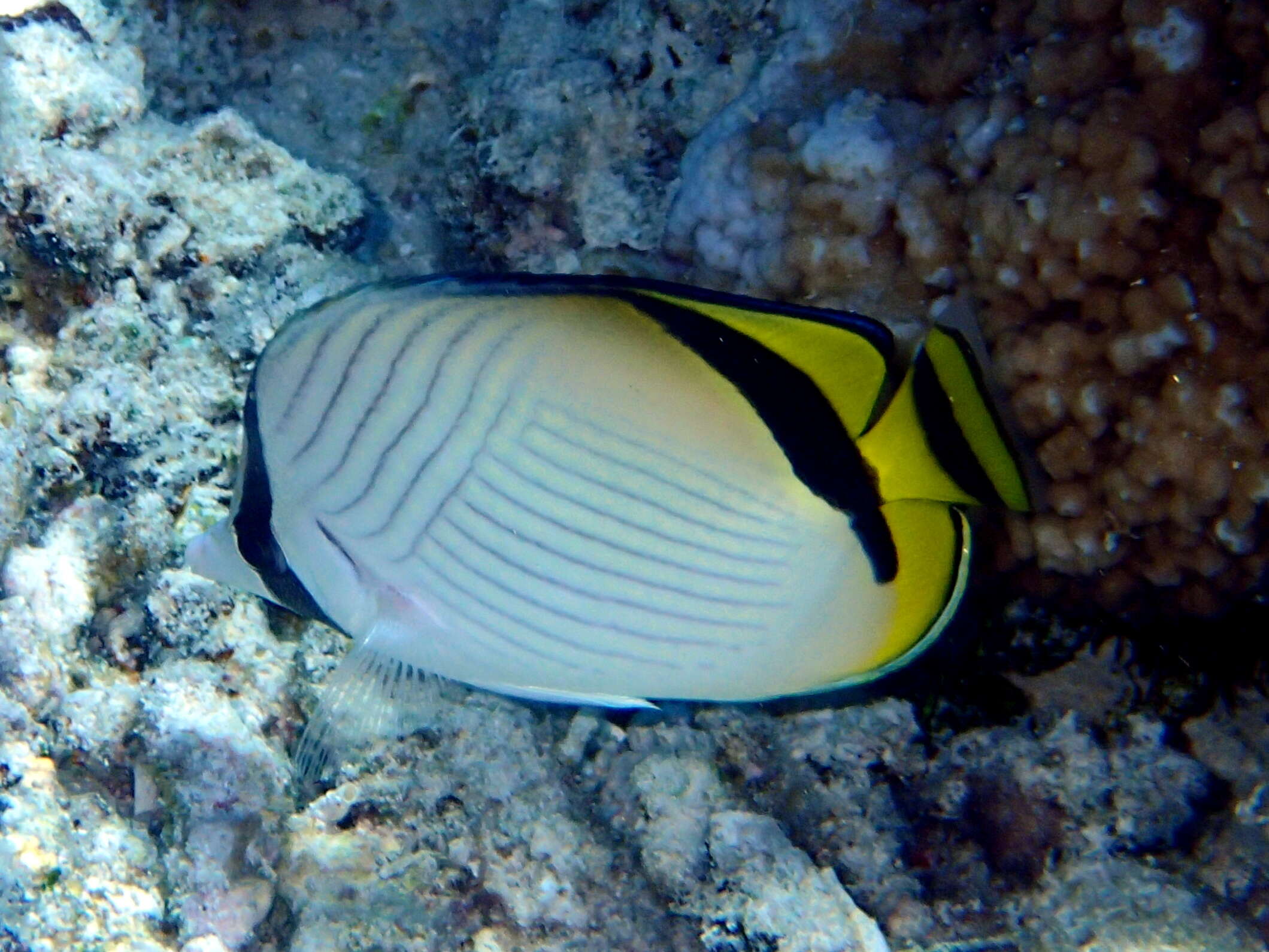 Image of Butterfly fish