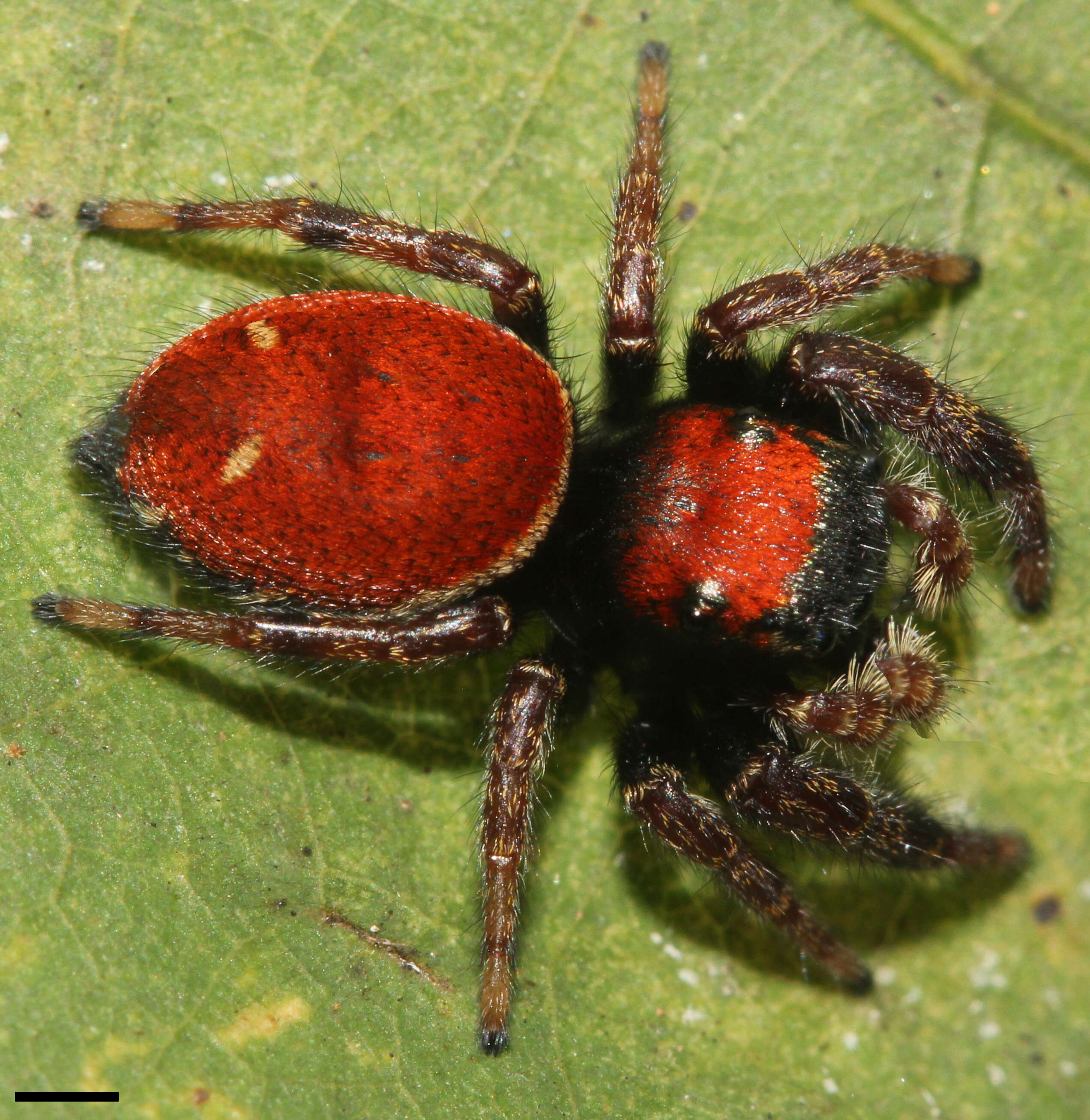 Plancia ëd Phidippus whitmani Peckham & Peckham 1909