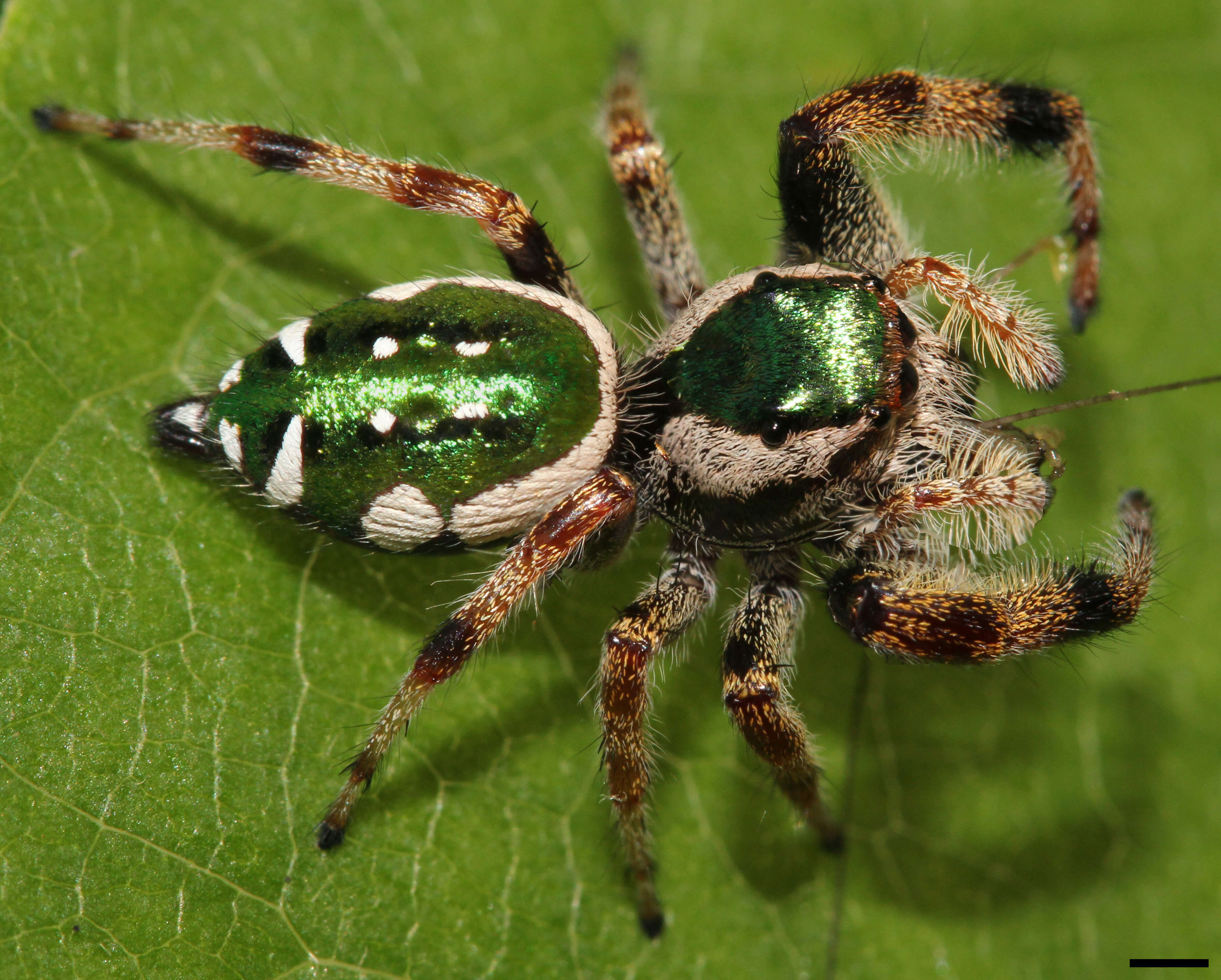 Image of Golden jumping spider