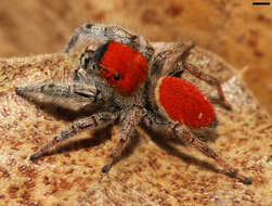 Image of Tawny Jumping Spider