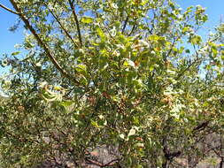 Acacia victoriae Benth. resmi