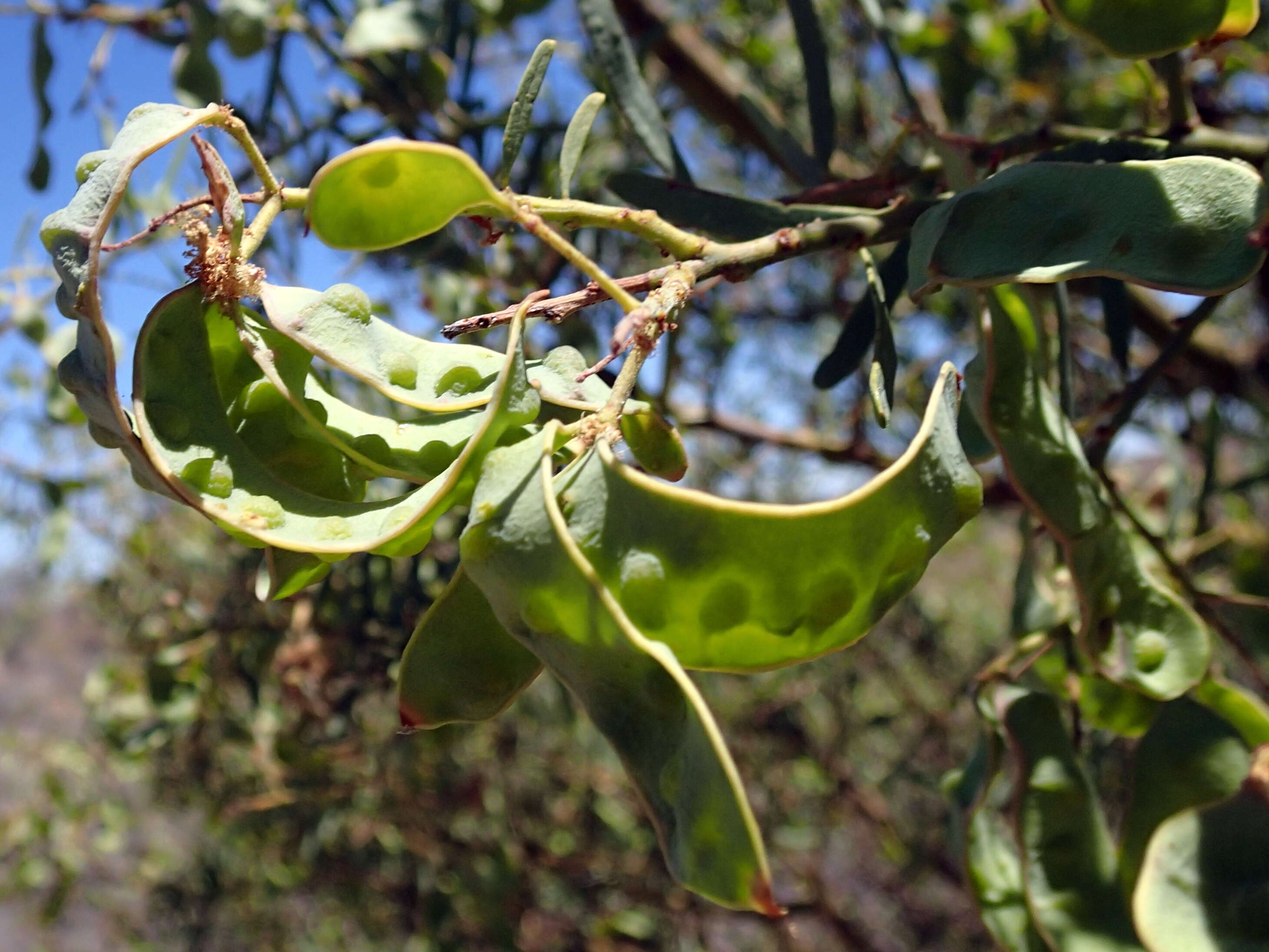 Acacia victoriae Benth. resmi