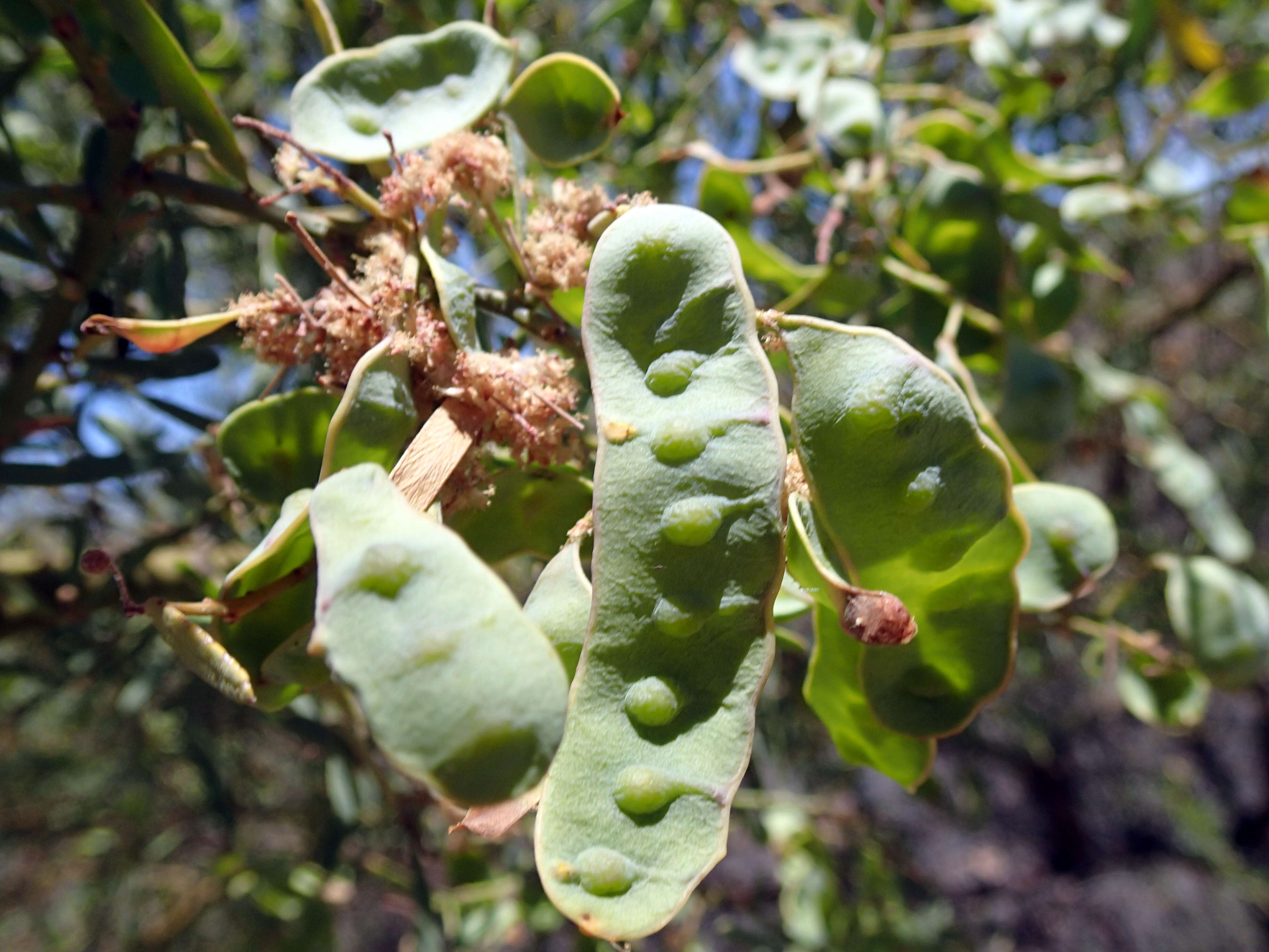 Acacia victoriae Benth. resmi