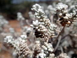 Plancia ëd Maireana sedifolia (F. Müll.) P. G. Wilson