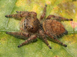 Image of Phidippus princeps (Peckham & Peckham 1883)