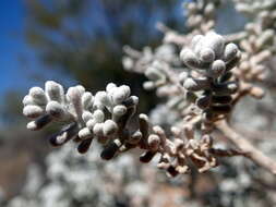 Plancia ëd Maireana sedifolia (F. Müll.) P. G. Wilson