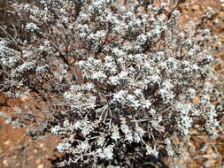 Plancia ëd Maireana sedifolia (F. Müll.) P. G. Wilson